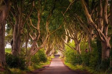 the dark hedges tour game of thrones giants causeway tours from belfast