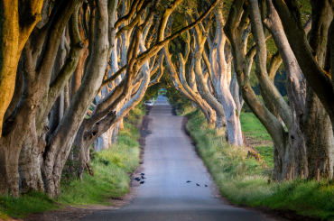 the dark hedges tour game of thrones giants causeway tours from belfast
