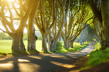 the dark hedges tour game of thrones giants causeway tours from belfast